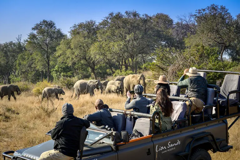 Excellent game-viewing in Sabi Sands.