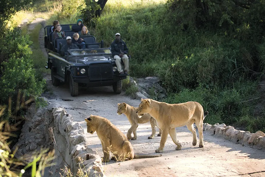 Game drive with Lion Sands River Lodge in Kruger Park, South Africa | Go2Africa