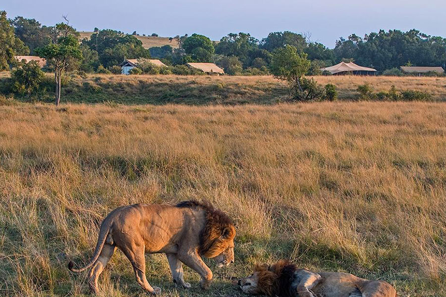 Lions-near-the-Porini-Lion-Camp
