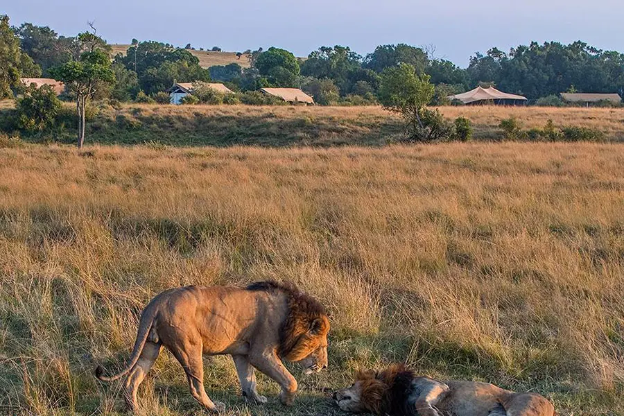 Leones cerca del campamento de leones de Porini.