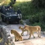 Explorar el Parque Nacional Kruger | Lions Sands River Lodge