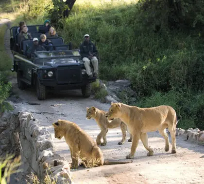 Explorar el Parque Nacional Kruger | Lions Sands River Lodge