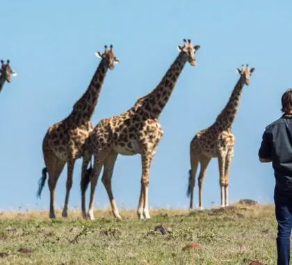 top-safari-marcas-12