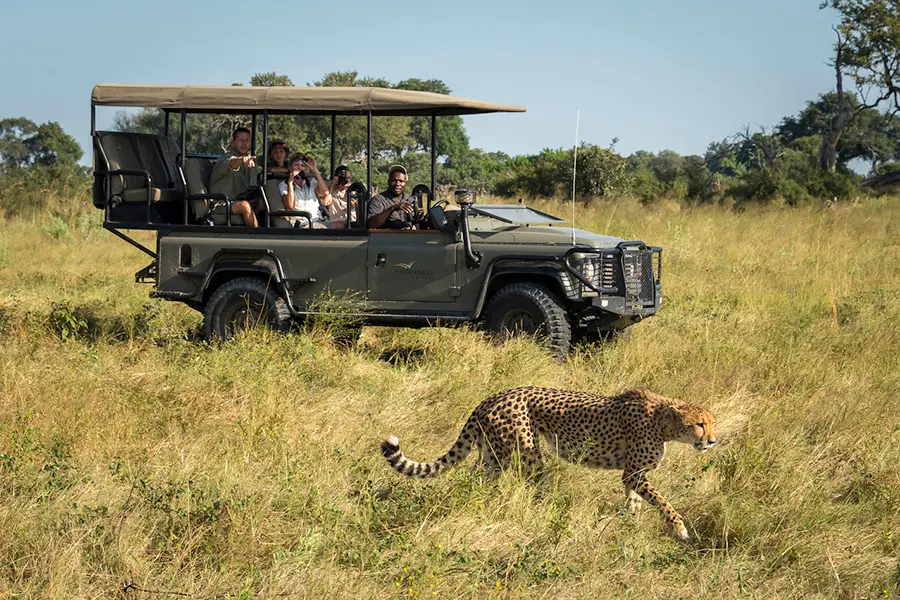 Los visitantes de un safari observan cómo un leopardo camina por la llanura a pocos metros de ellos. 