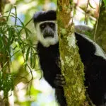 Mono colobo.