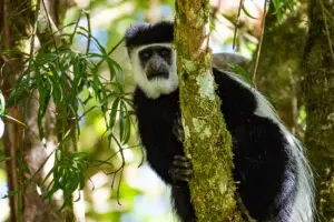 Mono colobo.