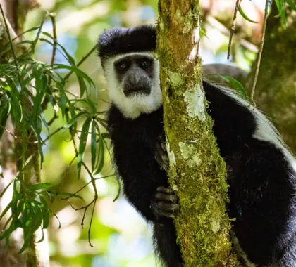 Loldia-House---colobus-monkey