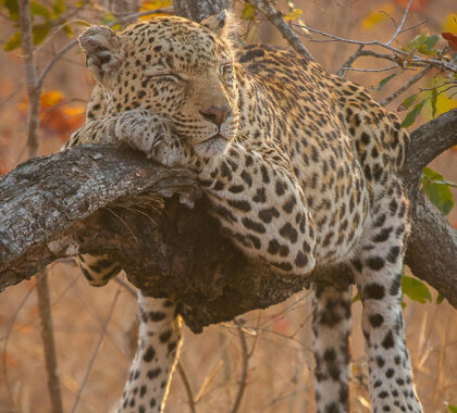 Sabi Sands is well known for leopard sightings
