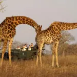 Recorridos de caza en Sabi Sands