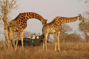Recorridos de caza en Sabi Sands