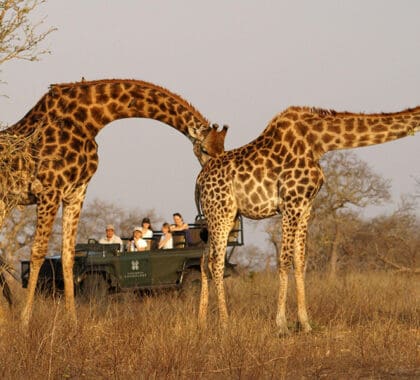 Recorridos de caza en Sabi Sands