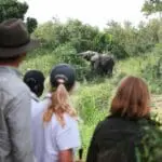 Un elfo avistado durante un safari a pie. 