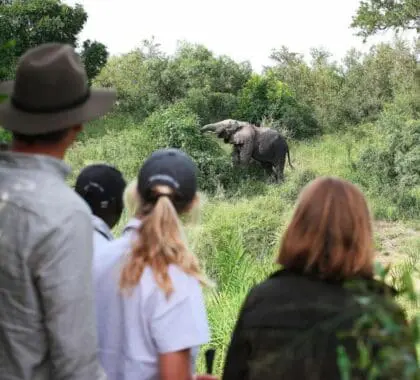 Londolozi Tree Camp-lg_walk5