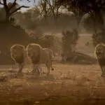 Manada de leones cerca del Londolozi Tree Camp.