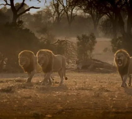 Londolozi Tree Camp_mike_sutherland