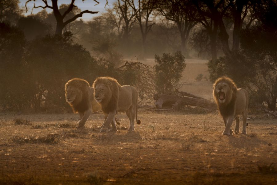 Lion pride near Londolozi Tree Camp.