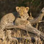 Leopards are prolific in the Sabi Sands.
