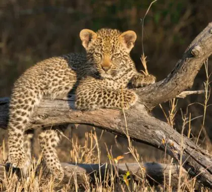 Leopards are prolific in the Sabi Sands.
