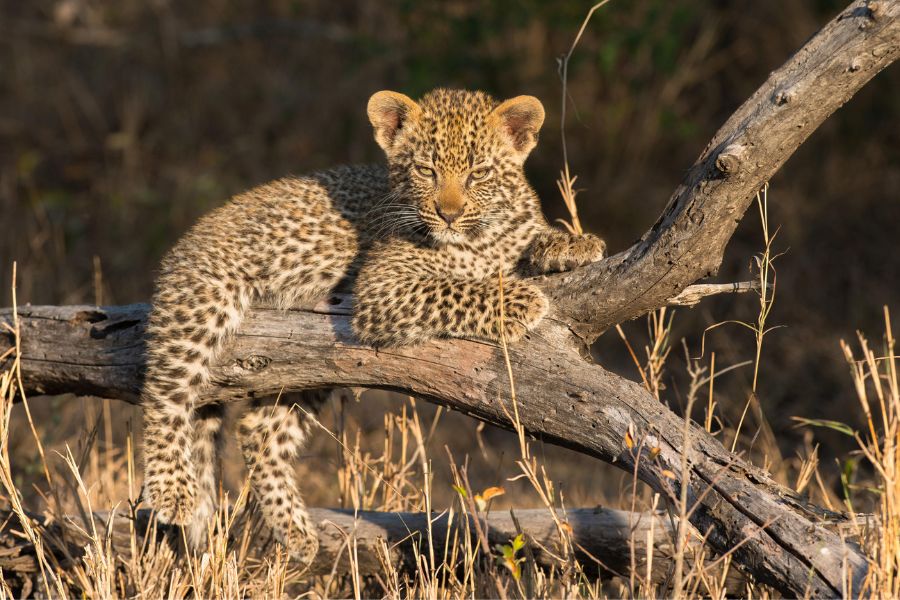 Leopard cub.
