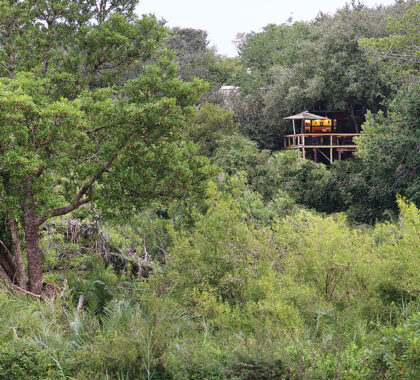 Londolozi Tree Camp immerses you in nature. 