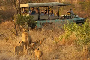 Discover the Big 5 on your game drives in the park.
