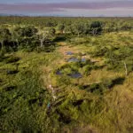 Head into the wilderness on foot on a guided walking safari.