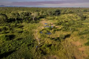 Head into the wilderness on foot on a guided walking safari.