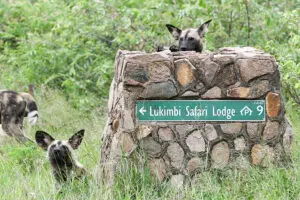 Wild dogs spotted near the lodge.