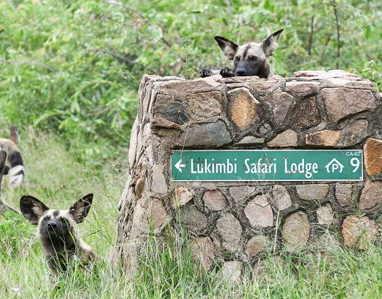 Wild dogs spotted near the lodge.