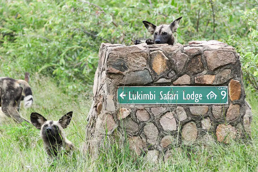 Wild dogs spotted near the lodge.