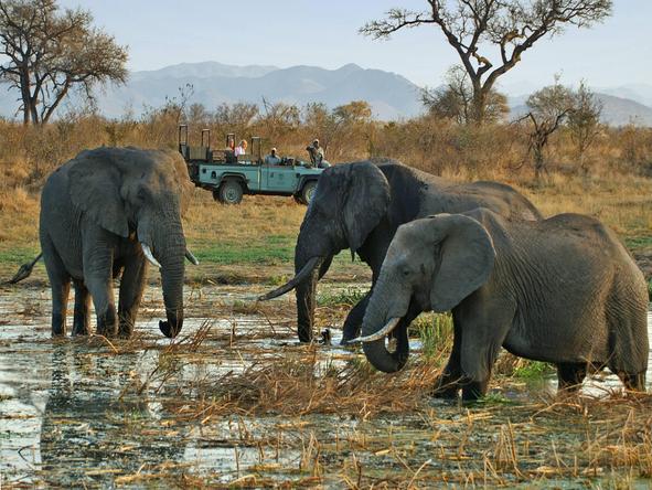 Kruger is well known for its large elephant population, which can be seen all year round.
