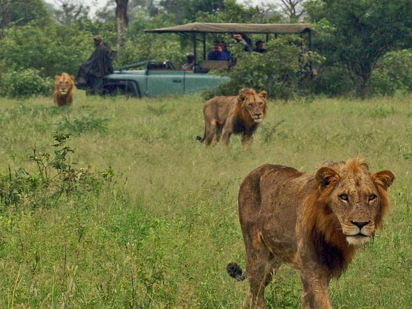 Discover the Big 5 on your game drives in the park.
