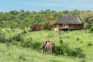 Watch the waterhole from the lodge.