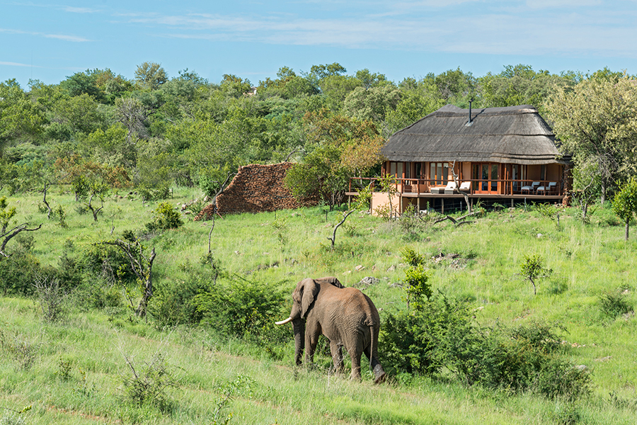 Watch the waterhole from the lodge.