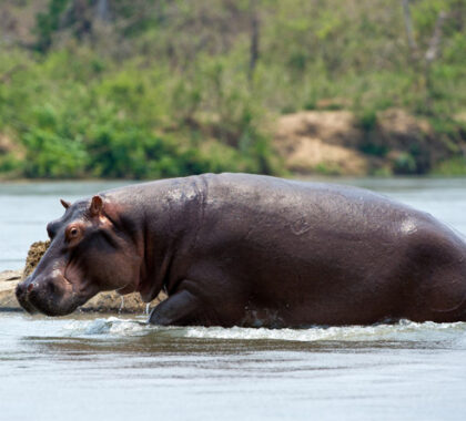 Boating safaris at Mkulumadzi are the best way to see the river's famous hippos.