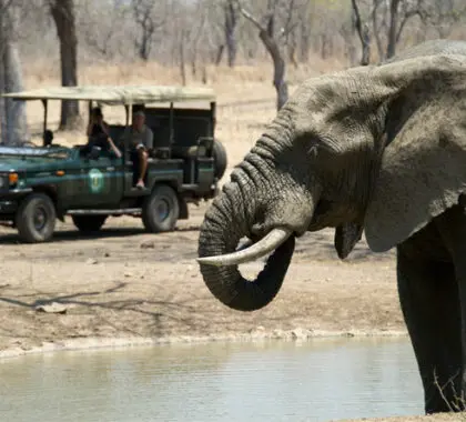 Two nights in Malawi's Majete Reserve gives you plenty of time to enjoy both day & night game drives.