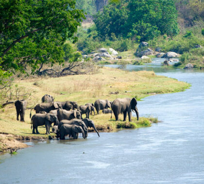 Enjoy jumbo-sized thrills in Majete Reserve, home to healthy populations of Africa's most iconic animals.