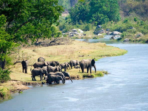 Enjoy jumbo-sized thrills in Majete Reserve, home to healthy populations of Africa's most iconic animals.