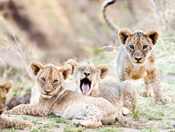 The presence of lions makes Majete Wildlife Reserve an authentic Big 5 safari destination.