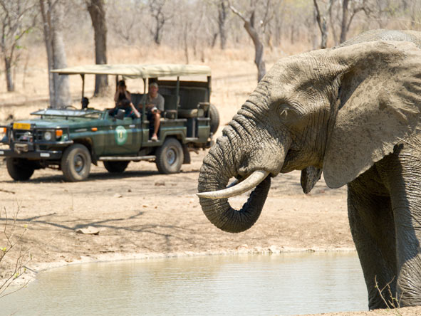 Game drive vehicles have open sides & a detachable roof to offer photographic opportunities from all angles.