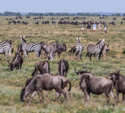 Mila Tented Camp