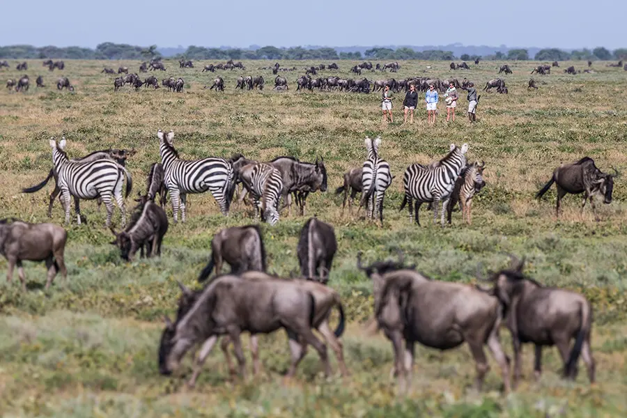 Safari a pie.