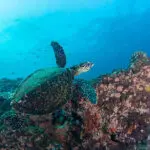 Diving in this region is some of the best in southern Mozambique.