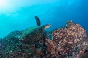 Diving in this region is some of the best in southern Mozambique.