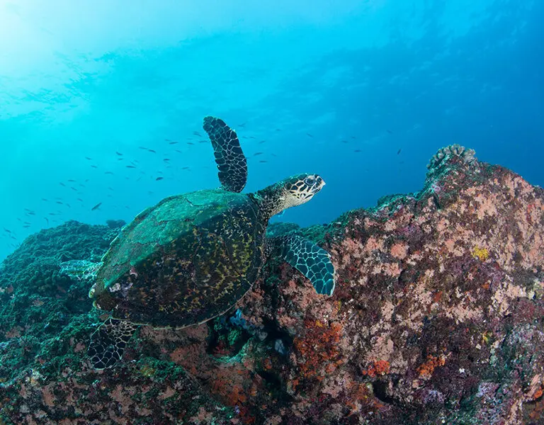 Diving in this region is some of the best in southern Mozambique.