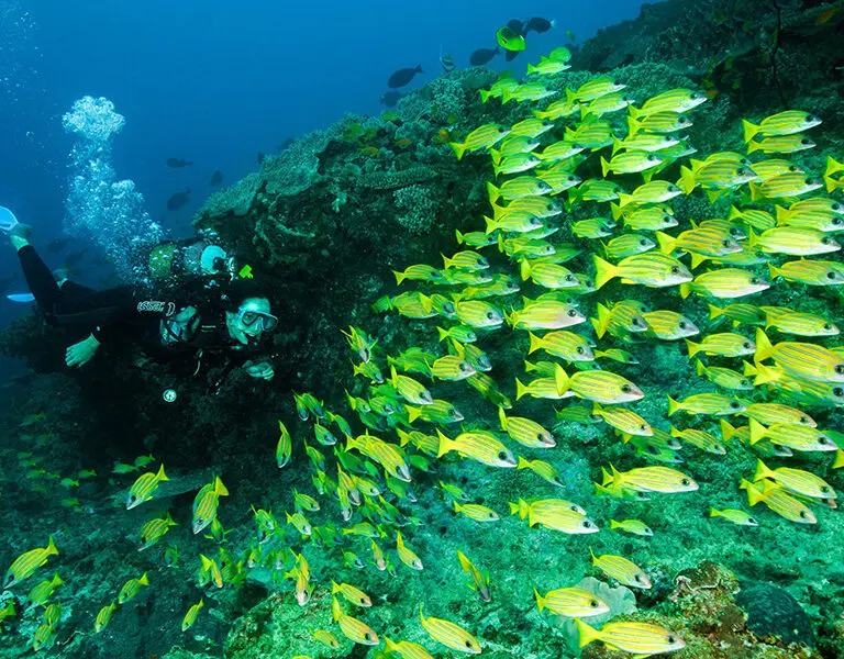Diving in this region is some of the best in southern Mozambique.
