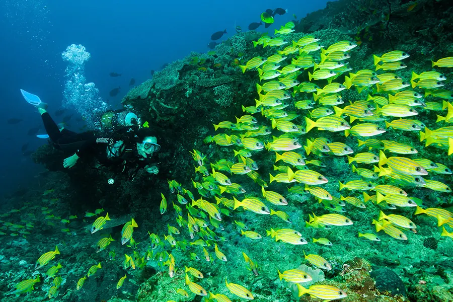 Diving in this region is some of the best in southern Mozambique.