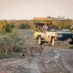 Spot cheetahs in the reserve | Madikwe Hills Lodge