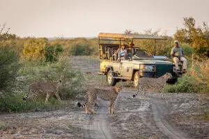 Spot cheetahs in the reserve | Madikwe Hills Lodge