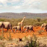 Wildlife against the red dust background.